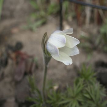 Прострел альпийский (pulsatilla alpina ssp. sulphurea)